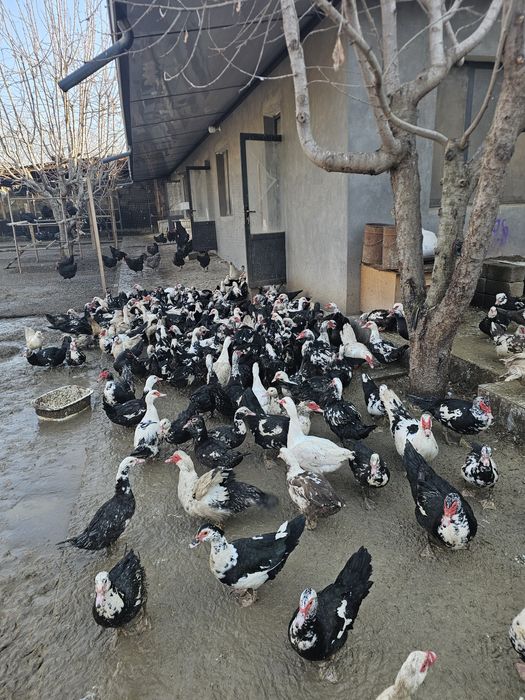 Продаются яйца индоутки на инкубацию