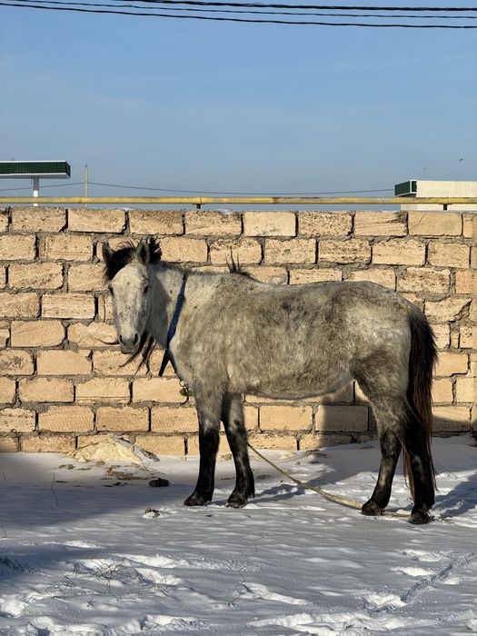 Буаз бие сатылады