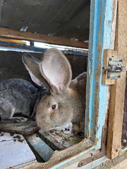 Кролики оптом срочно