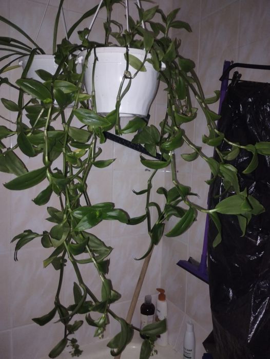 Plante de apartament curgatoare