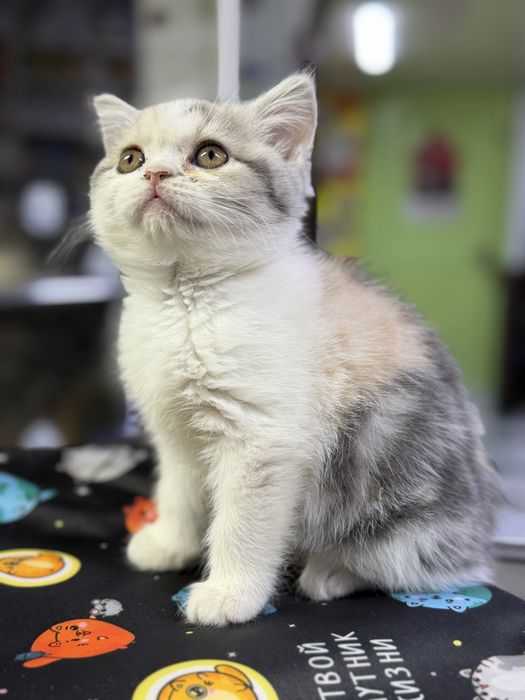 Котенок британской короткошерстной