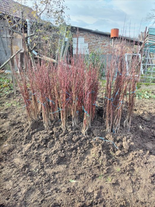 Pomi fructiferi de vânzare