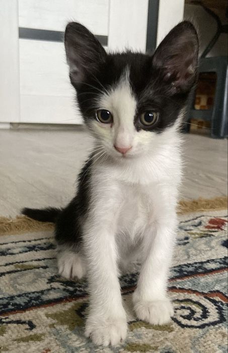 Котята 2 месяца в добрые любящие руки