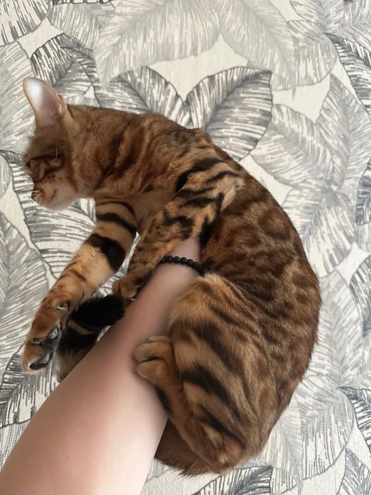 Продам бенгальскую кошку