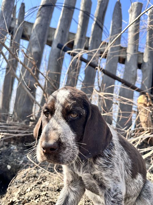 Спаниель охотничий щенок