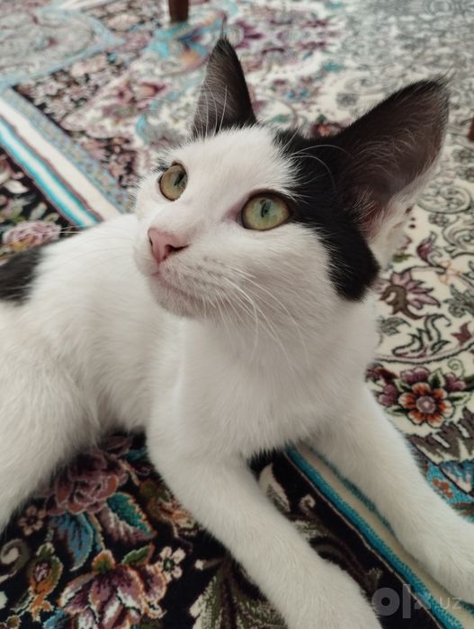 красивая котёнка Маркиз