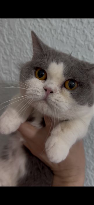 Отдам кошку в добрые руки
