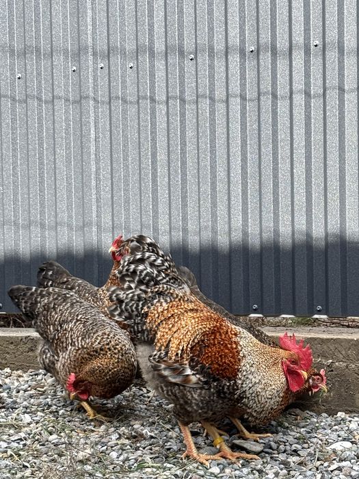 Билефельдер инкубациялық жұмыртқалары