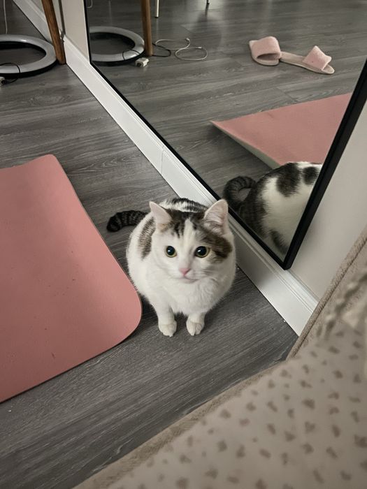 Отдам кошку в добрые руки