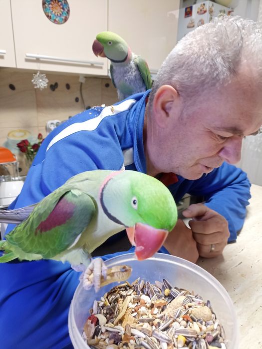 Vând papagal Marele Alex blând