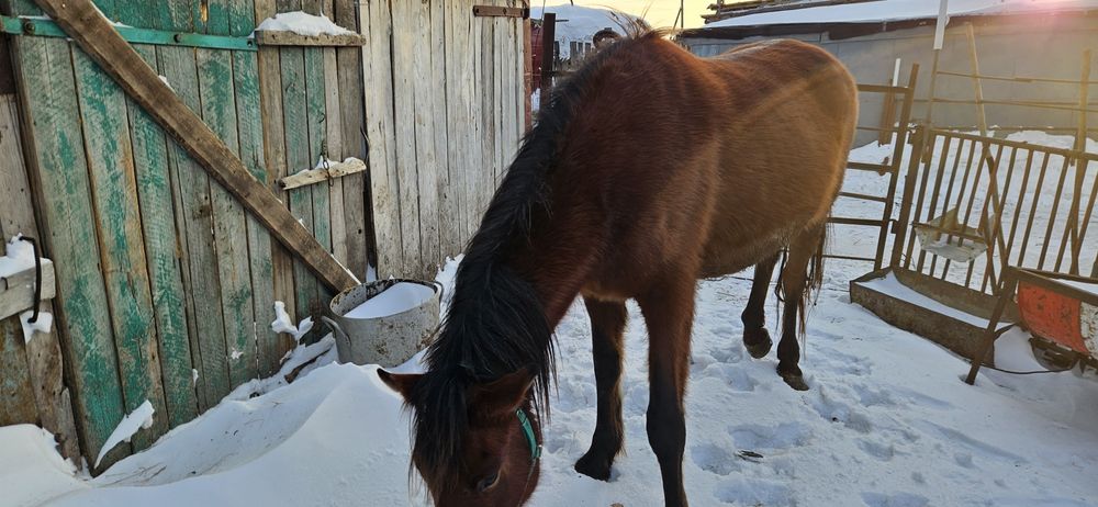 Продам кобылу, жеребую