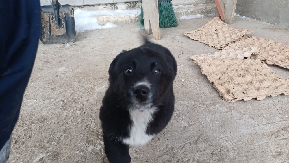 Отдам в хорошие руки