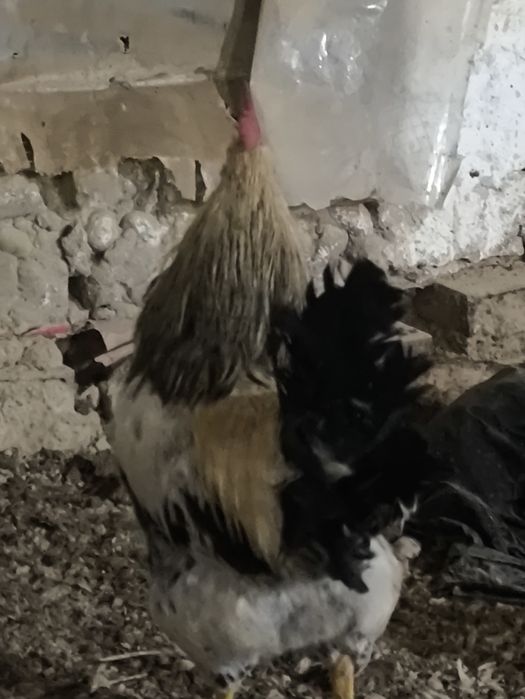 Хорозлар сотилади бор 4дона