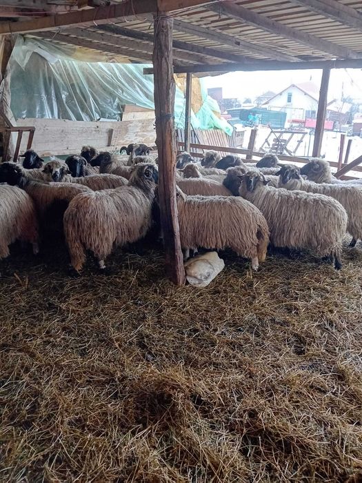 oi tinere de talie mare