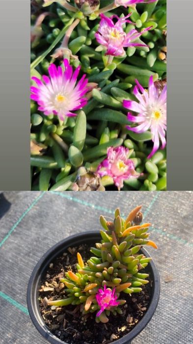 Делосперма разсад