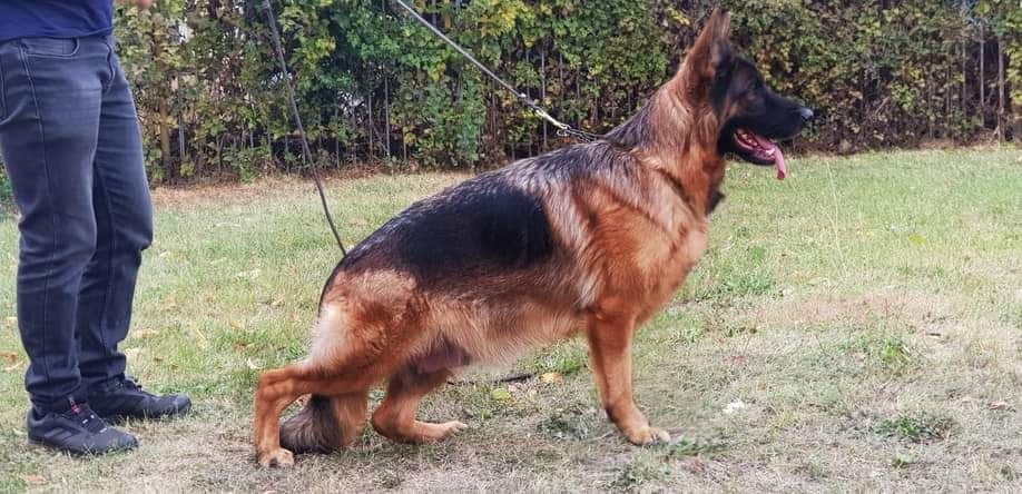 Елитни немски овчарки с родословие