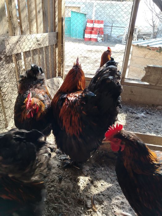 Кохинхин золотоцы