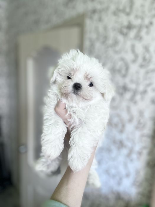 Продаются щенки мальчик и девочка мальтезе