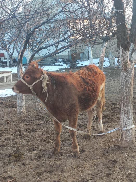 Бұзау сатылады кашар