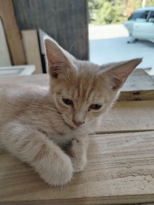 домашний котёнок