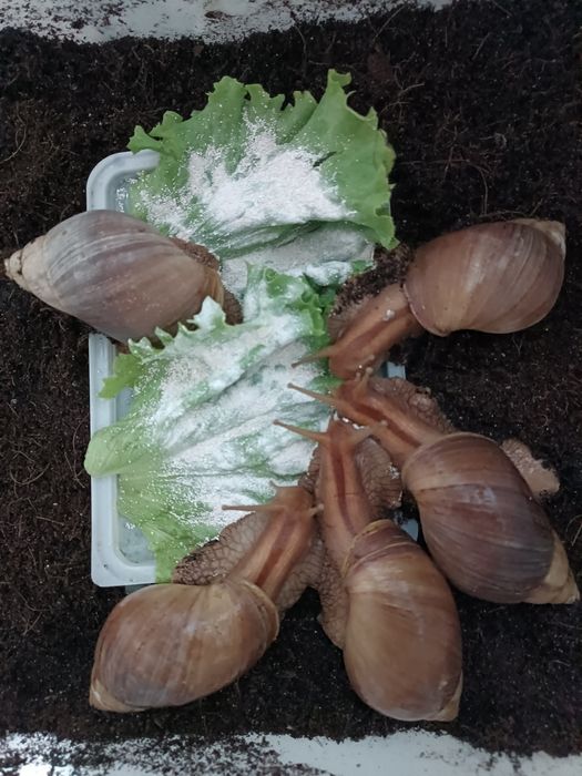 Улитки  большие косметологические