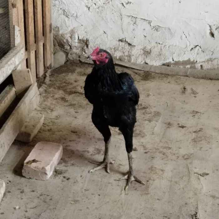 Продам Бойцовый дакан