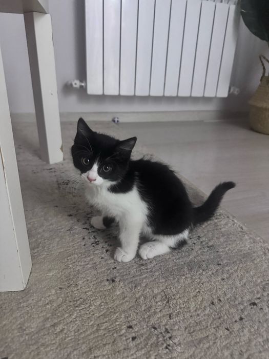 Отдам котенка в добрые руки