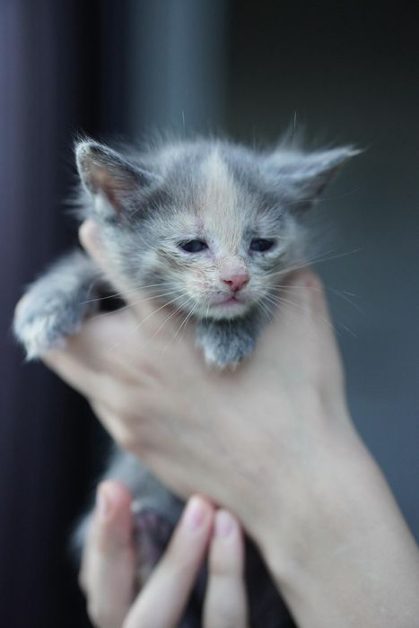 Котятки ищут дом