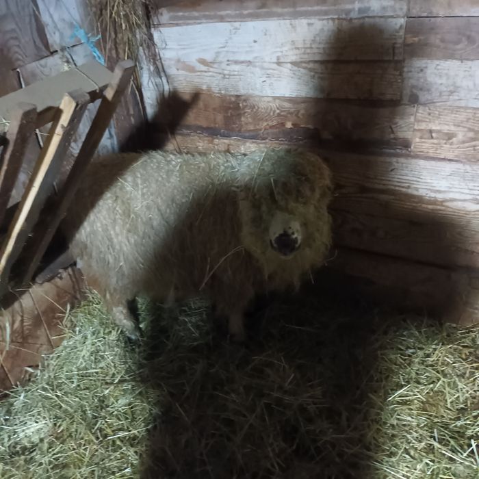 Vând patru oi bune de ținut