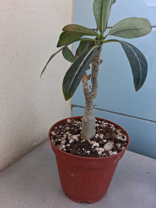 Екзотика за дома - семена и растения