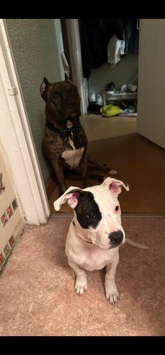 Стафорд / стафордширский терьер