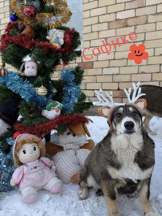 Ищем семью не проходите мимо!!!