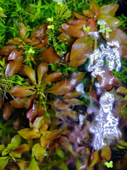 Jbl plant soil pentru acvariu pești,creveti,plante