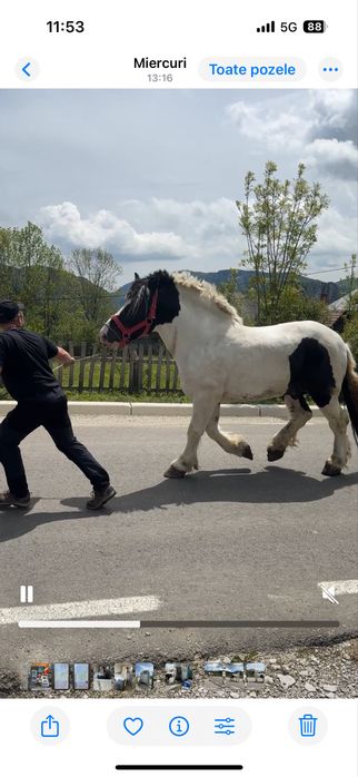 Vand armasar semigreu/ schimb cu auto/ montă