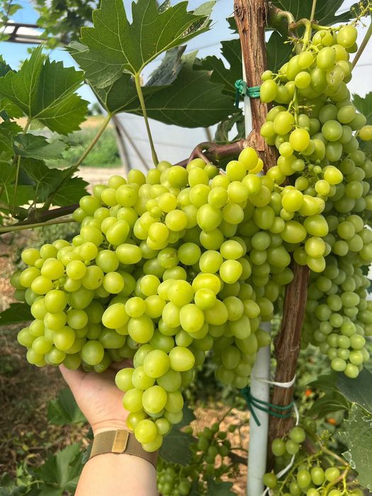 Struguri de masa cu bob mare calitatea 1 albi/rosii