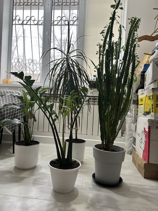 Красивые домашние цветы