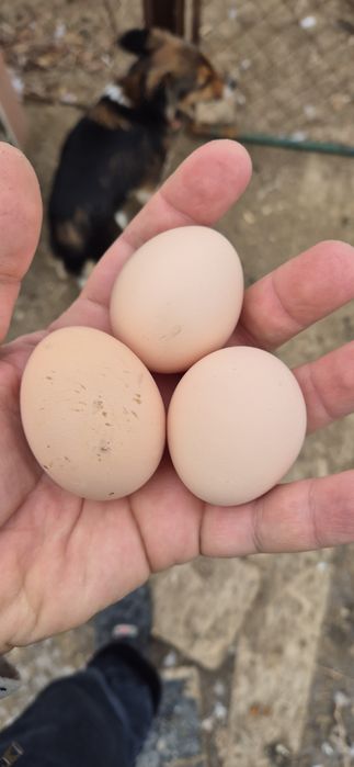 Яйцо на инкубатор