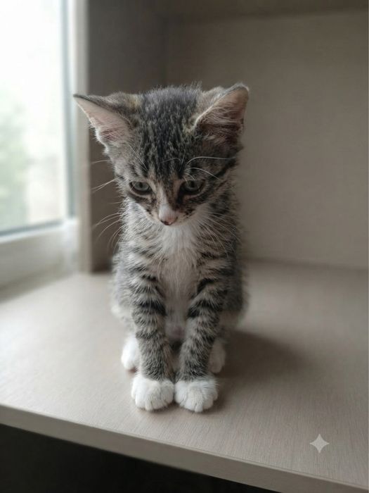 Отдам котят в добрые руки