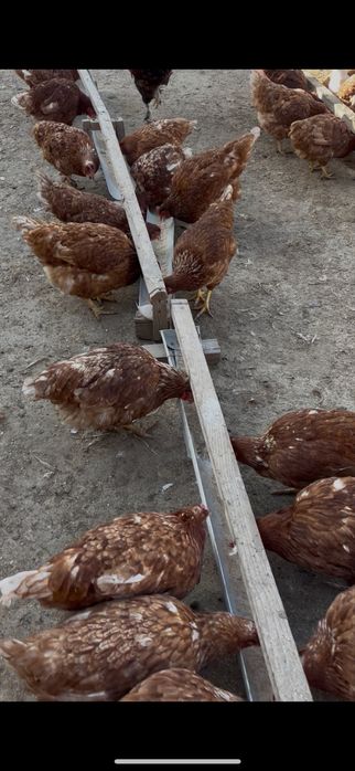 Куры несушка тауык