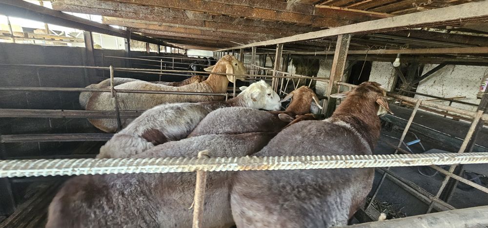 Кучкорлар Сотилади