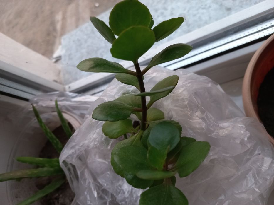 Комнатные цветы отростки