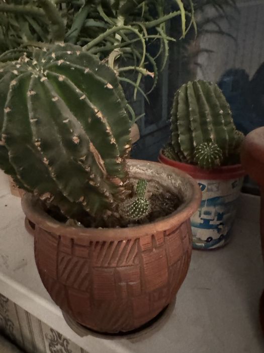 Цветы в горшках разные