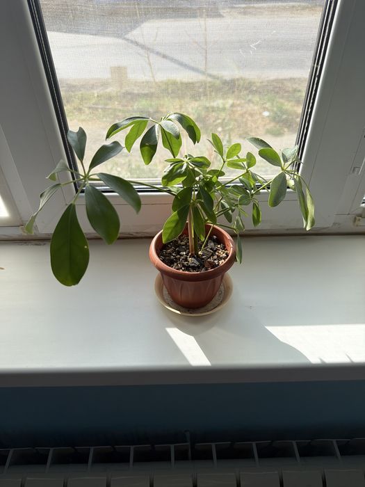 Комнатные цветы.