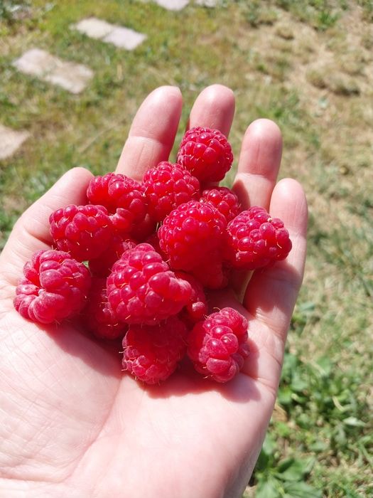 Продам саженцы малины, клубники