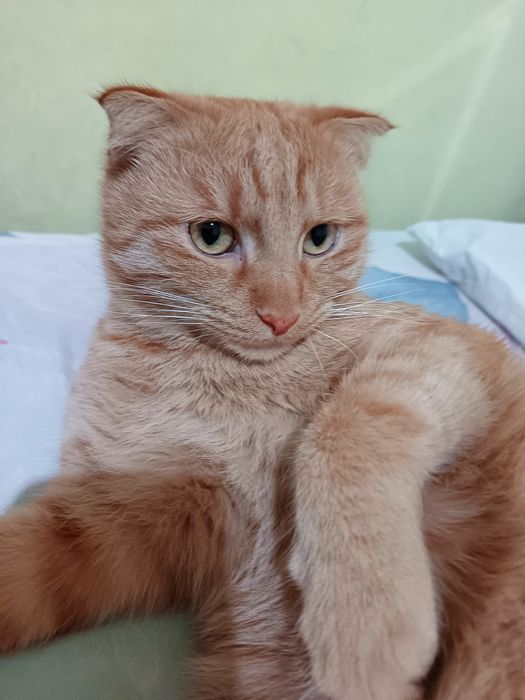 erkak mushuk skottish fold sotiladi