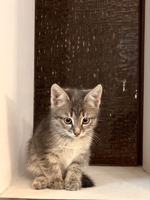 Котята ищут новый дом.