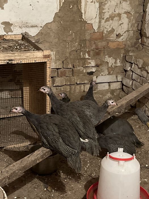 Продам  цесарка    3000тг 7шт