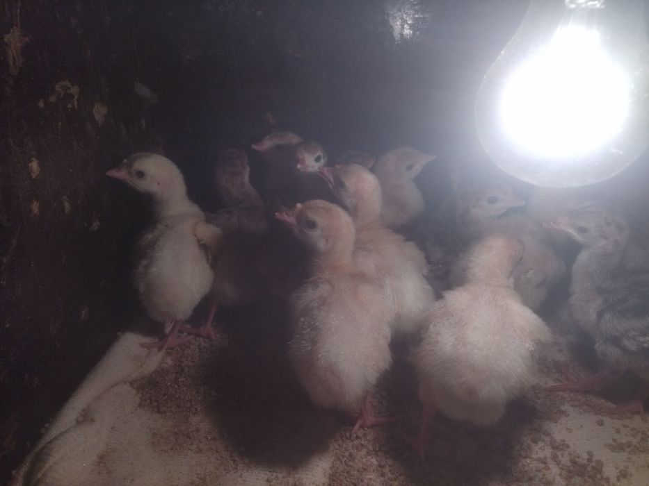 Индюшата индюшата