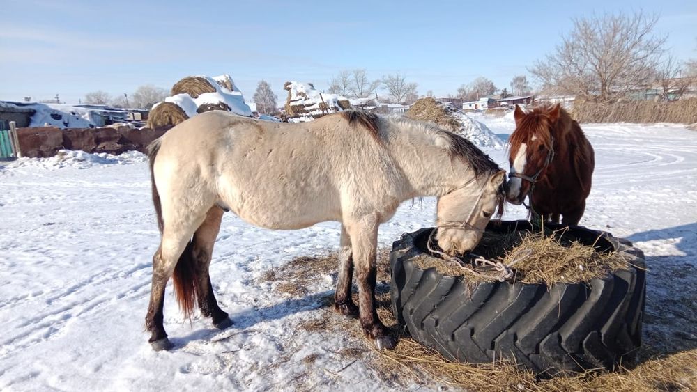 Продам лошадь косяцный жирибец