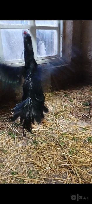 Дакан Хуроз сотилади